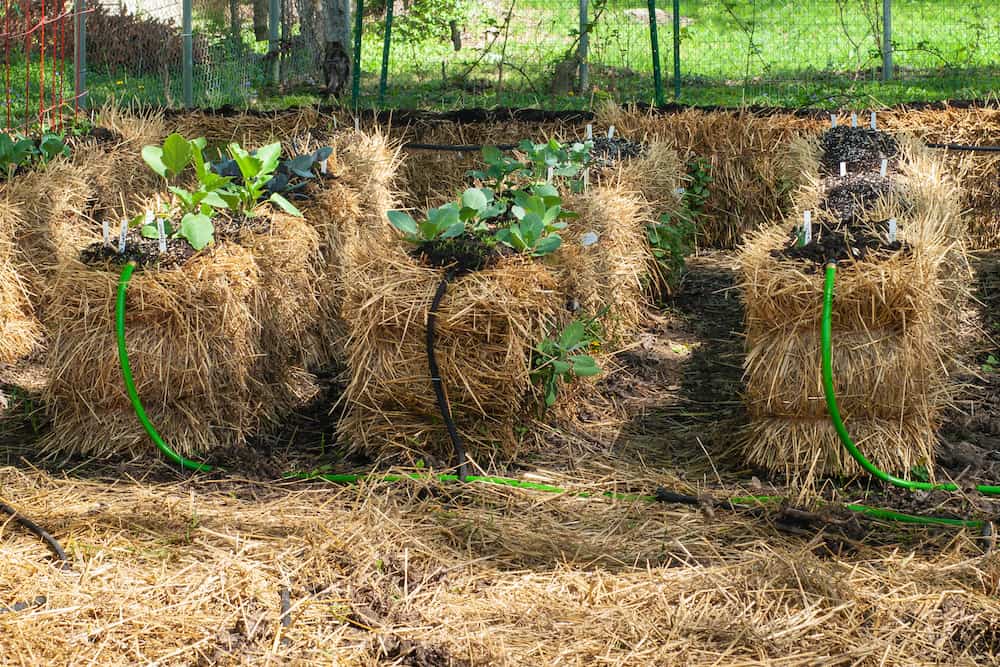 straw bale gardening