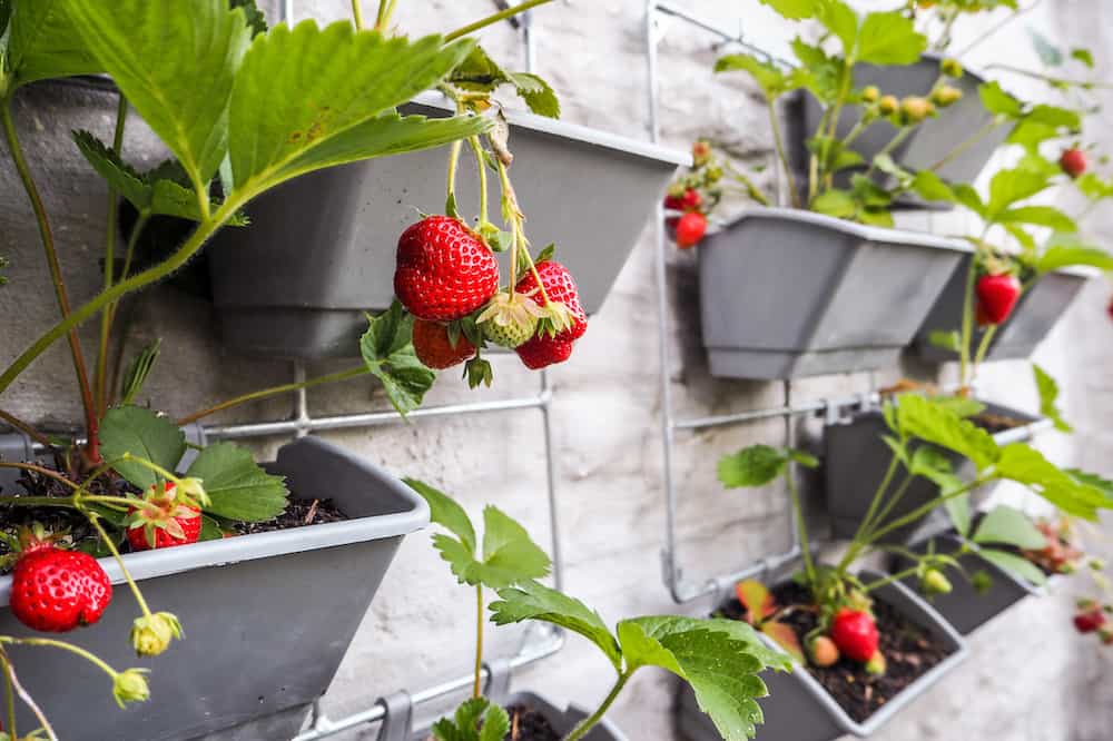 strawberry planters pots