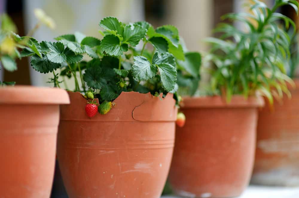 strawberry planters pots