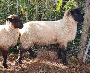 raising suffolk sheep