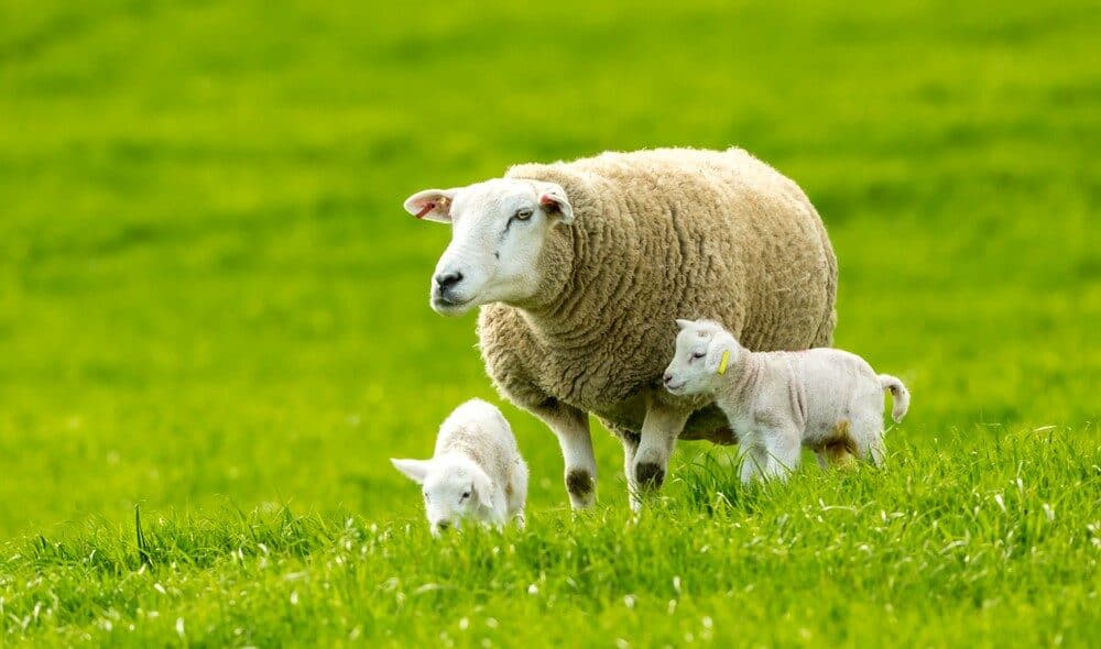 Texel sheep with lambs