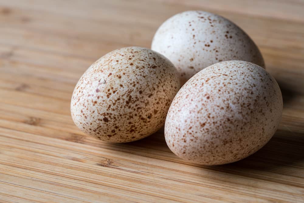 turkey eggs