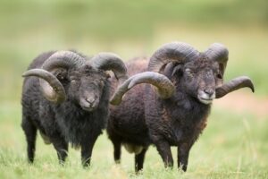 Black Ouessant sheep rams