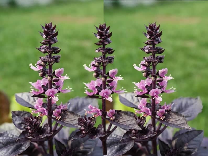 purple basil