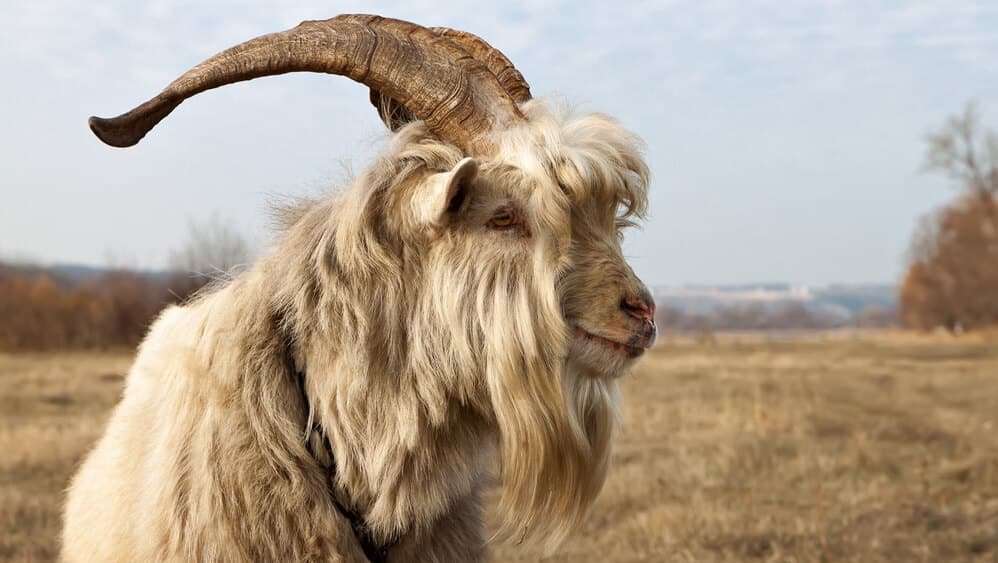 how long do goats live