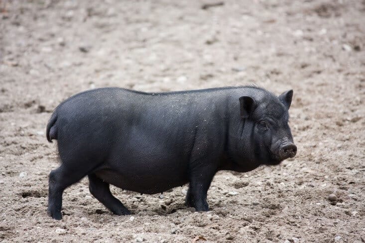 vietnamese potbelly pig outside