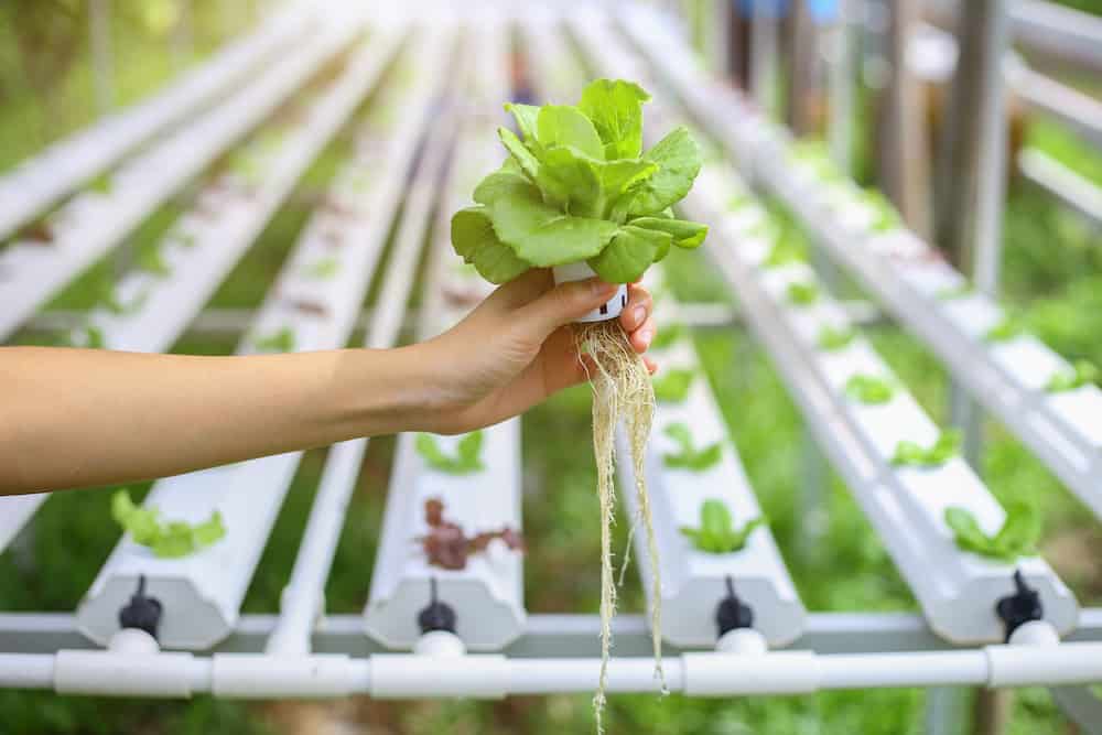 what are the 6 types of hydroponics
