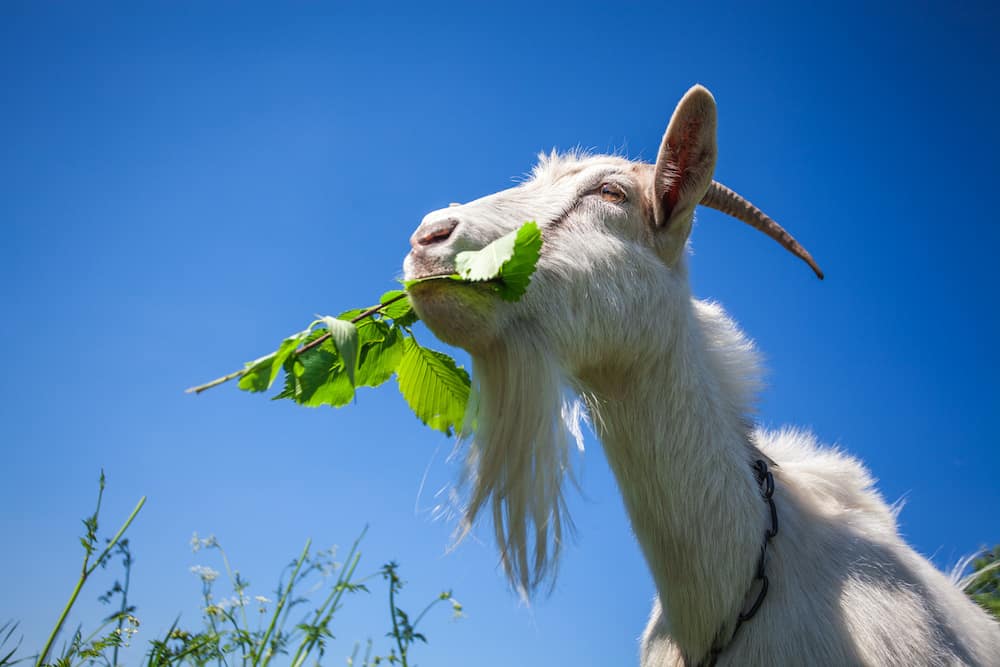 what do goats eat