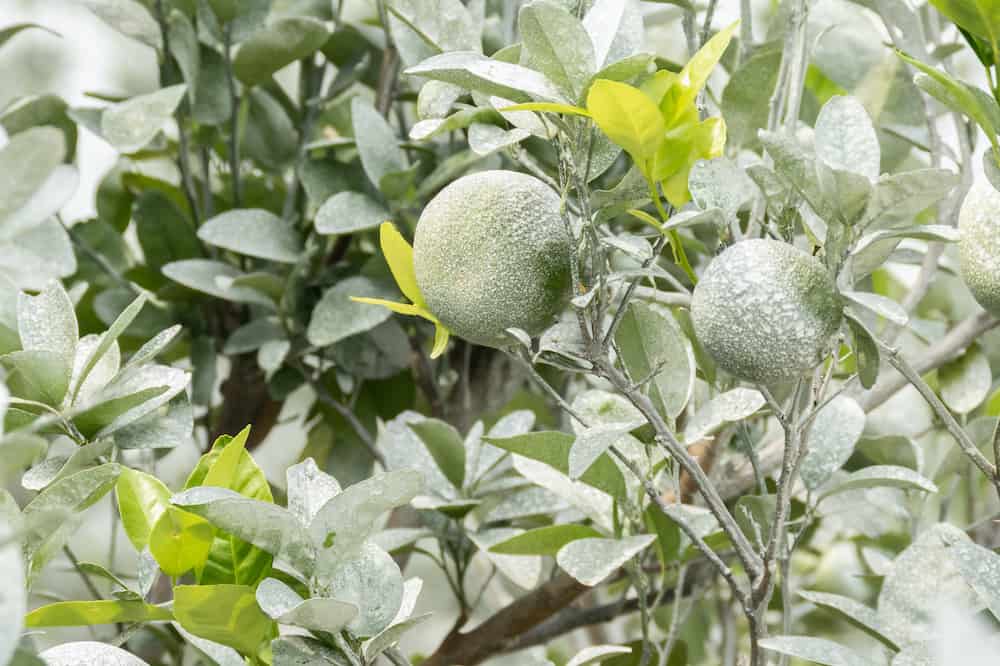 What Garden Plants Need Lime and What Doesn't Rural Living Today