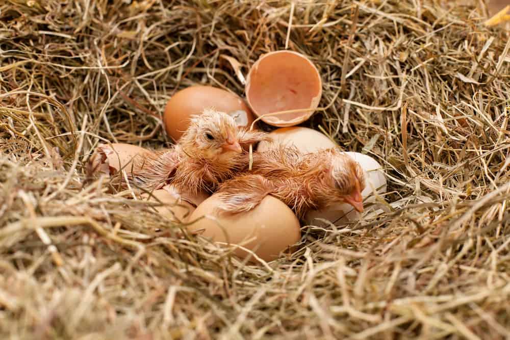 what to feed baby chickens after hatching