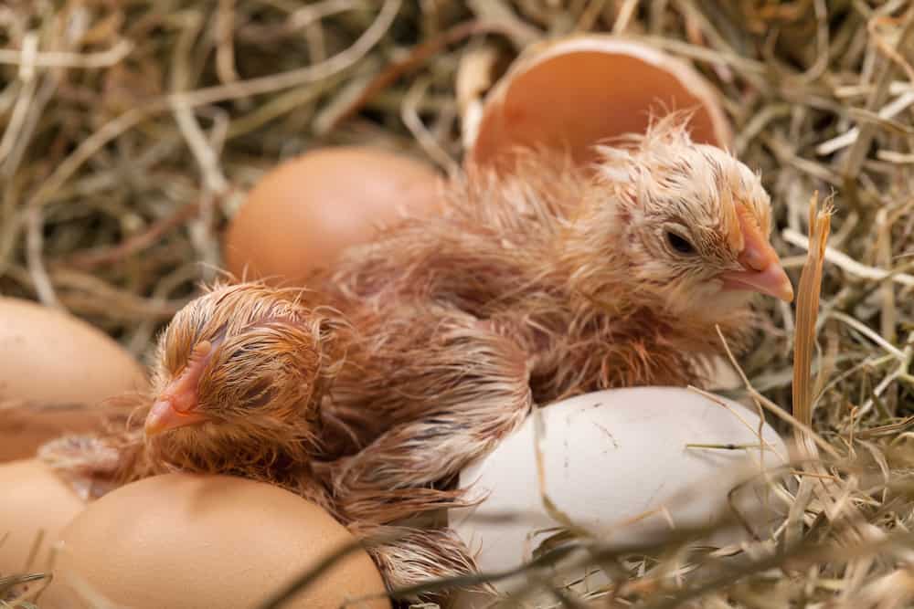 what to feed baby chickens after hatching