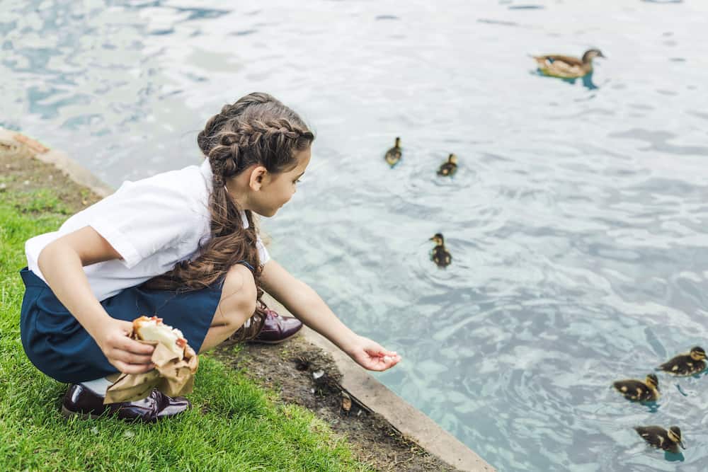 what to feed ducklings