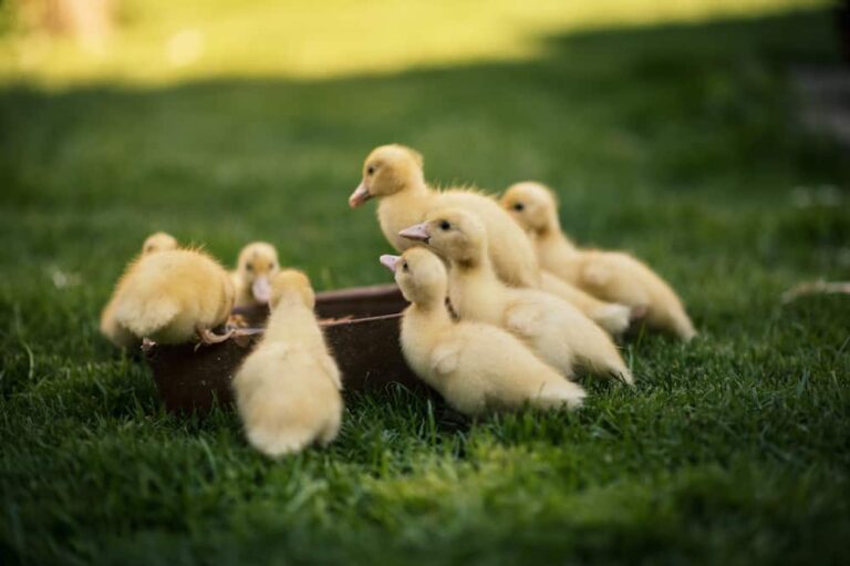 Feeding Ducklings to Meet Their Nutritional & Growth Needs