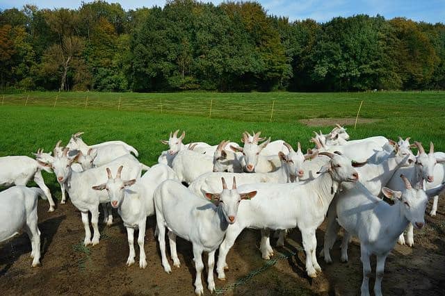 goats per acre