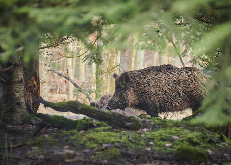 Pig living in the wild has a shorter life expectancy