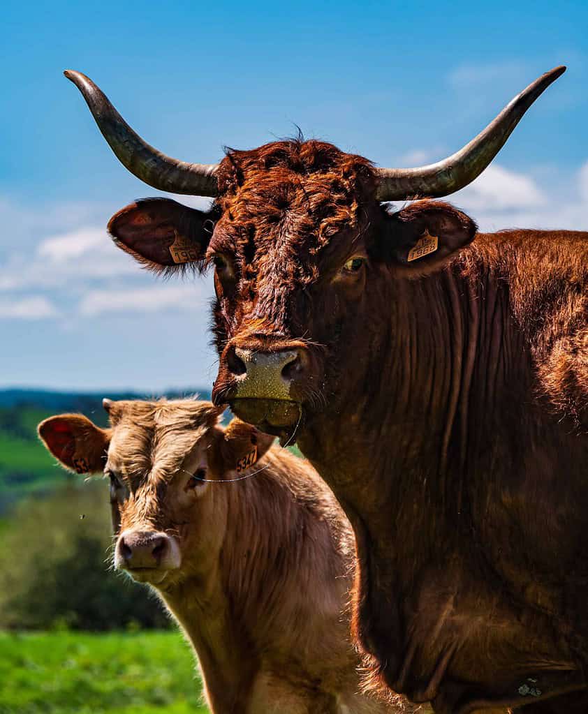 How Much Does a Cow Cost to Buy and What to Consider