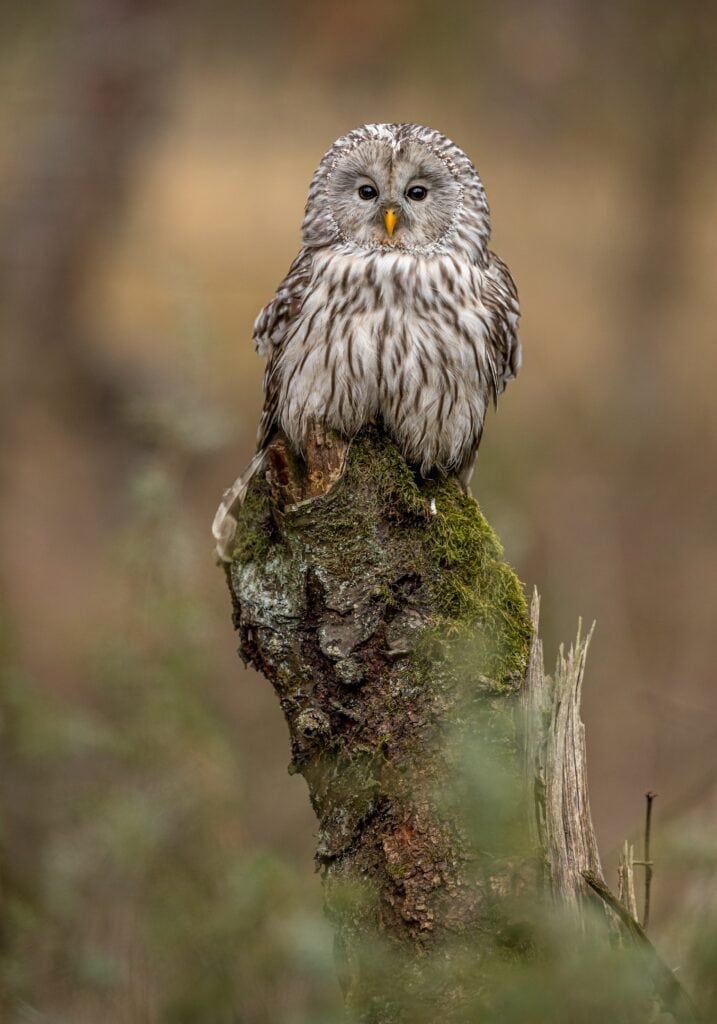 how to attract owls to your yard